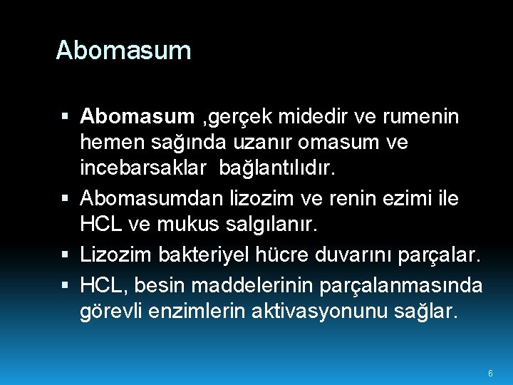 Abomasum , gerçek midedir ve rumenin hemen sağında uzanır omasum ve incebarsaklar bağlantılıdır. Abomasumdan