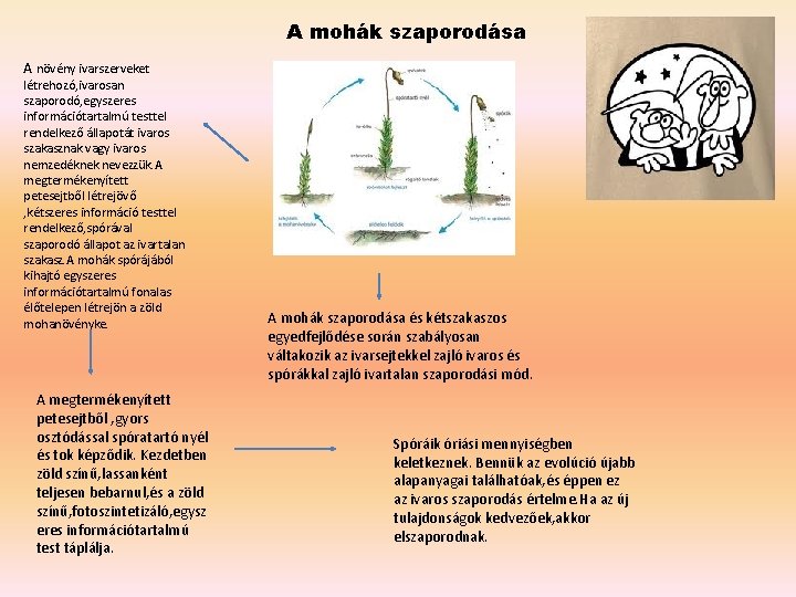 A mohák szaporodása A növény ivarszerveket létrehozó, ivarosan szaporodó, egyszeres információtartalmú testtel rendelkező állapotát
