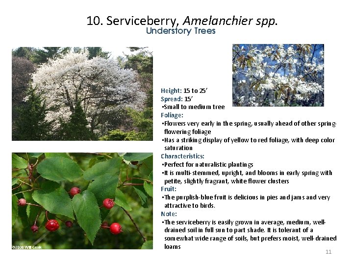 10. Serviceberry, Amelanchier spp. Understory Trees Height: 15 to 25’ Spread: 15’ • Small 10. Serviceberry, Amelanchier spp. Understory Trees Height: 15 to 25’ Spread: 15’ • Small
