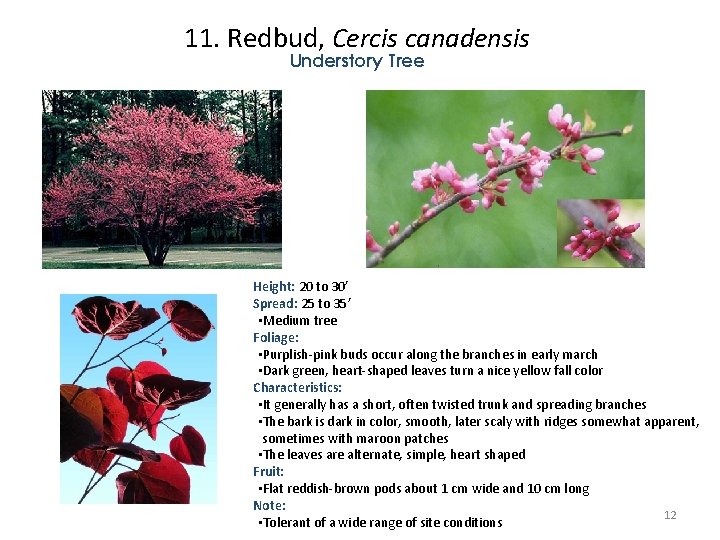 11. Redbud, Cercis canadensis Understory Tree Height: 20 to 30’ Spread: 25 to 35’ 11. Redbud, Cercis canadensis Understory Tree Height: 20 to 30’ Spread: 25 to 35’