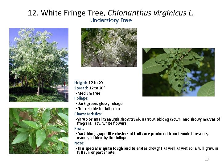12. White Fringe Tree, Chionanthus virginicus L. Understory Tree Height: 12 to 20’ Spread: 12. White Fringe Tree, Chionanthus virginicus L. Understory Tree Height: 12 to 20’ Spread: