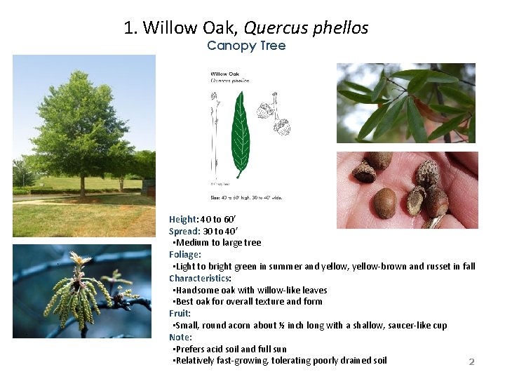 1. Willow Oak, Quercus phellos Canopy Tree Height: 40 to 60’ Spread: 30 to 1. Willow Oak, Quercus phellos Canopy Tree Height: 40 to 60’ Spread: 30 to