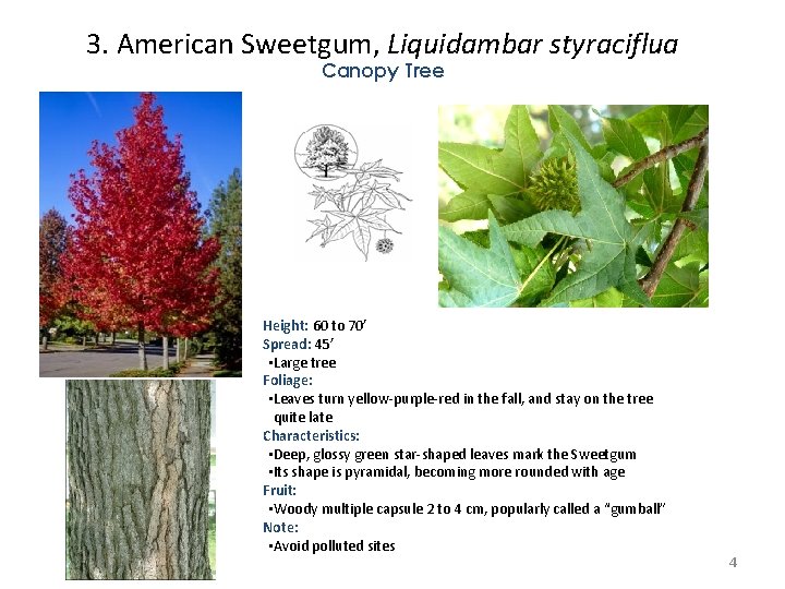 3. American Sweetgum, Liquidambar styraciflua Canopy Tree Height: 60 to 70’ Spread: 45’ • 3. American Sweetgum, Liquidambar styraciflua Canopy Tree Height: 60 to 70’ Spread: 45’ •