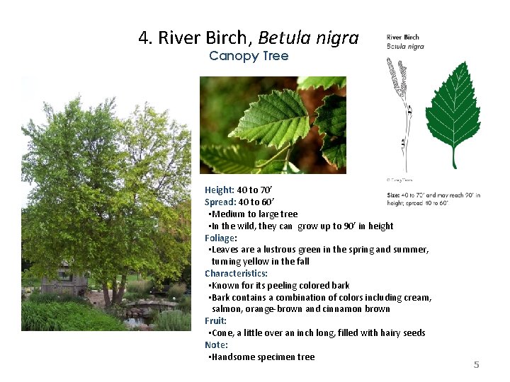 4. River Birch, Betula nigra Canopy Tree Height: 40 to 70’ Spread: 40 to 4. River Birch, Betula nigra Canopy Tree Height: 40 to 70’ Spread: 40 to
