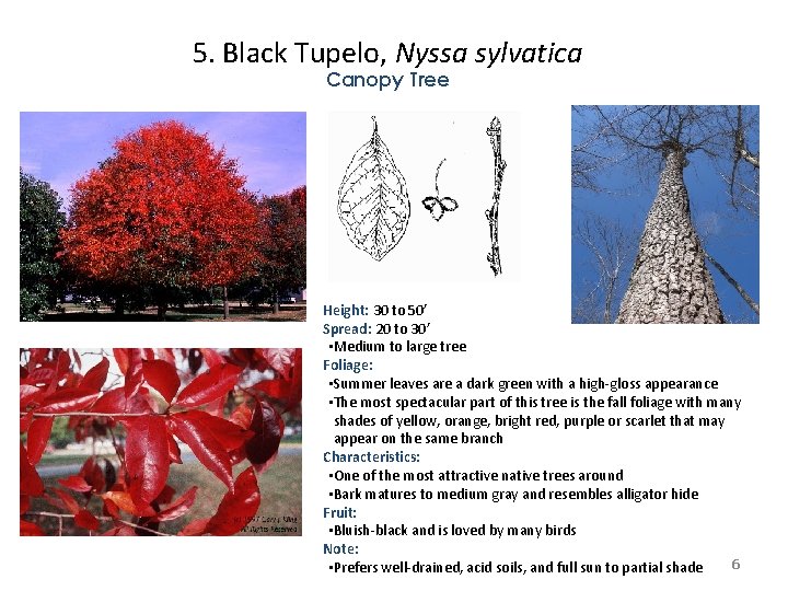 5. Black Tupelo, Nyssa sylvatica Canopy Tree Height: 30 to 50’ Spread: 20 to 5. Black Tupelo, Nyssa sylvatica Canopy Tree Height: 30 to 50’ Spread: 20 to