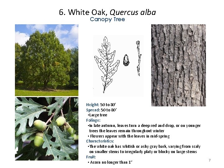 6. White Oak, Quercus alba Canopy Tree Height: 50 to 80’ Spread: 50 to 6. White Oak, Quercus alba Canopy Tree Height: 50 to 80’ Spread: 50 to