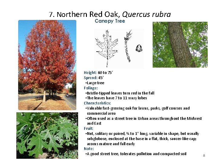 7. Northern Red Oak, Quercus rubra Canopy Tree Height: 60 to 75’ Spread: 45’ 7. Northern Red Oak, Quercus rubra Canopy Tree Height: 60 to 75’ Spread: 45’
