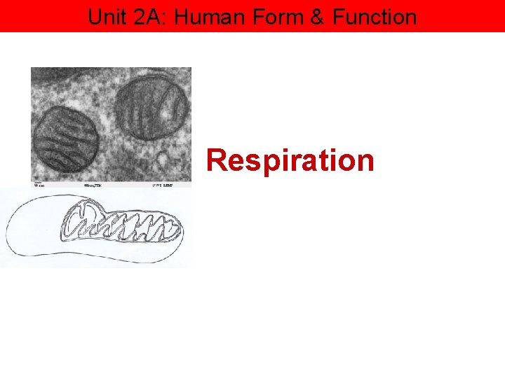 Unit 2 A: Human Form & Function Respiration 