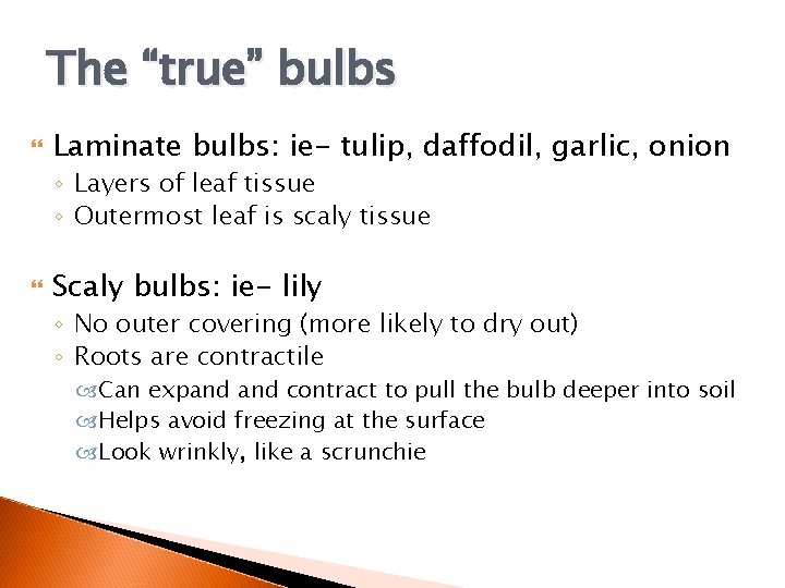 The “true” bulbs Laminate bulbs: ie- tulip, daffodil, garlic, onion ◦ Layers of leaf