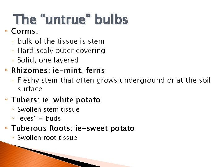 The “untrue” bulbs Corms: ◦ bulk of the tissue is stem ◦ Hard