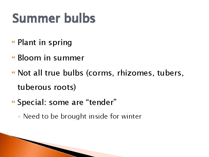 Summer bulbs Plant in spring Bloom in summer Not all true bulbs (corms, rhizomes,