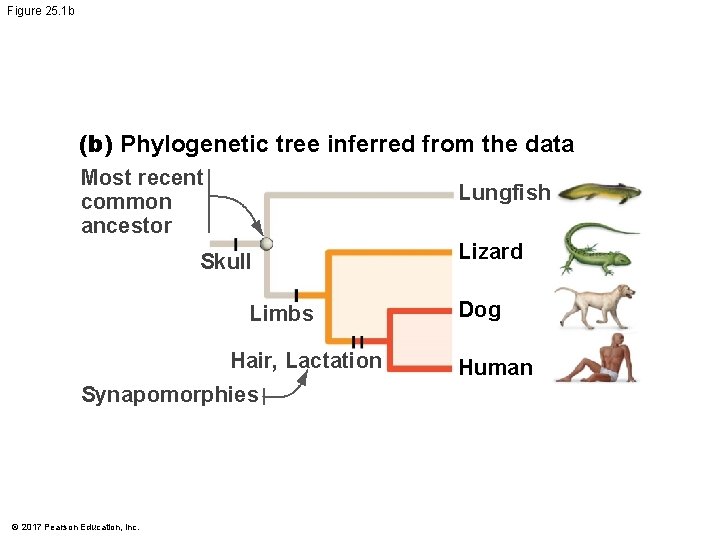 Figure 25. 1 b (b) Phylogenetic tree inferred from the data Most recent common