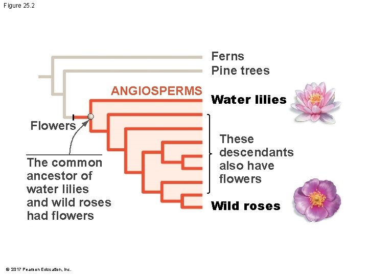 Figure 25. 2 Ferns Pine trees ANGIOSPERMS Flowers The common ancestor of water lilies