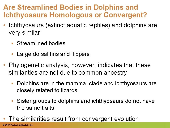 Are Streamlined Bodies in Dolphins and Ichthyosaurs Homologous or Convergent? • Ichthyosaurs (extinct aquatic