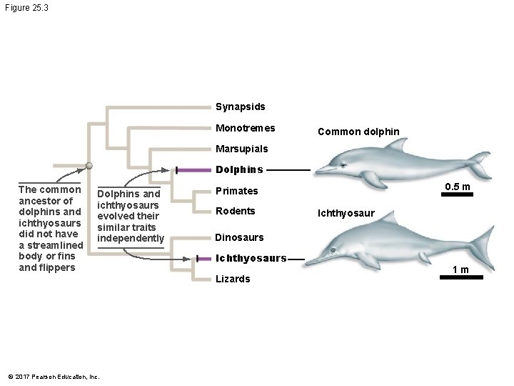 Figure 25. 3 Synapsids Monotremes Common dolphin Marsupials Dolphins The common ancestor of dolphins