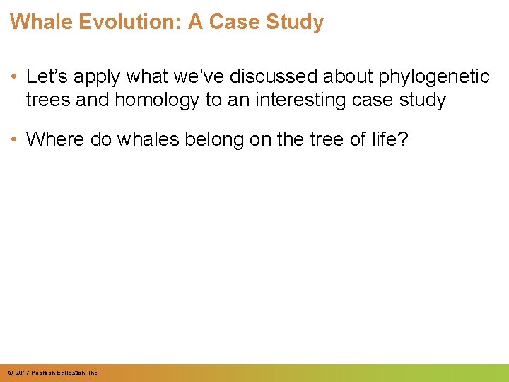 Whale Evolution: A Case Study • Let’s apply what we’ve discussed about phylogenetic trees