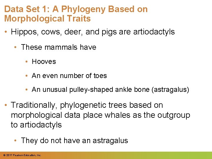 Data Set 1: A Phylogeny Based on Morphological Traits • Hippos, cows, deer, and