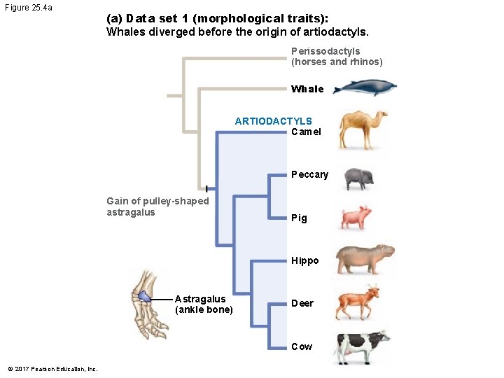 Figure 25. 4 a (a) Data set 1 (morphological traits): Whales diverged before the