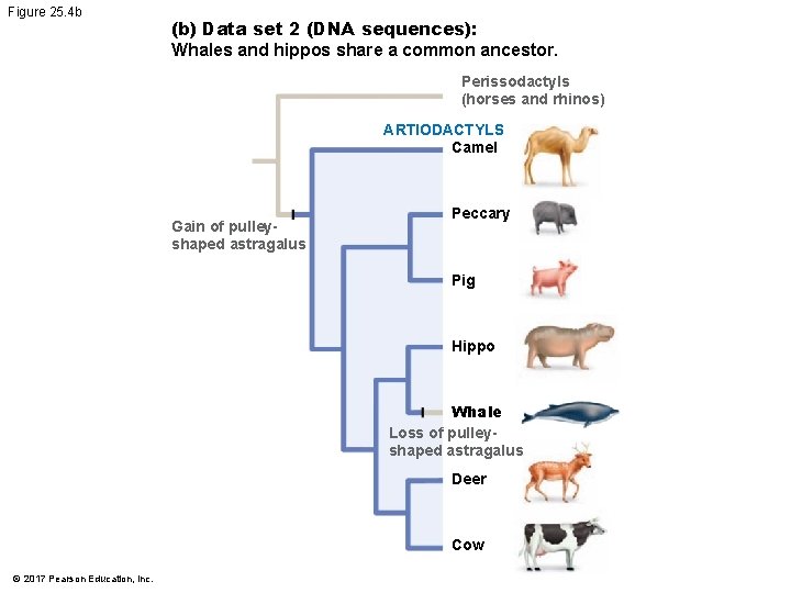 Figure 25. 4 b (b) Data set 2 (DNA sequences): Whales and hippos share