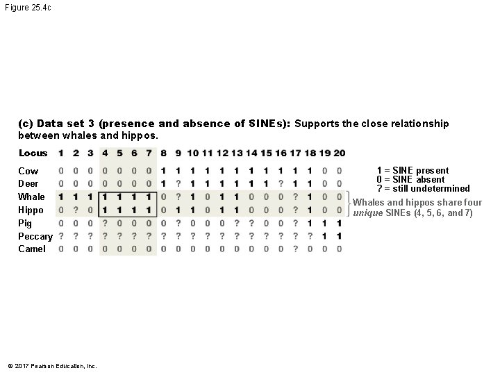 Figure 25. 4 c (c) Data set 3 (presence and absence of SINEs): Supports