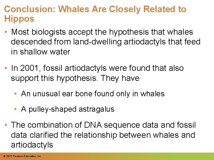 Conclusion: Whales Are Closely Related to Hippos • Most biologists accept the hypothesis that