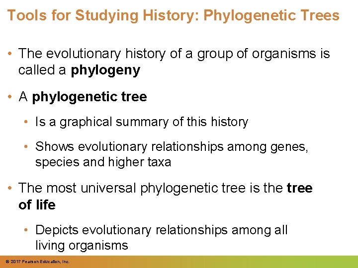 Tools for Studying History: Phylogenetic Trees • The evolutionary history of a group of