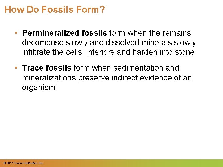 How Do Fossils Form? • Permineralized fossils form when the remains decompose slowly and