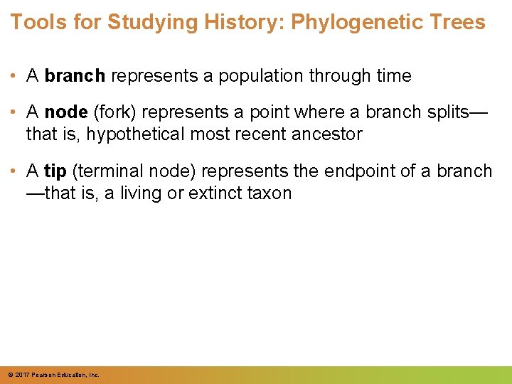 Tools for Studying History: Phylogenetic Trees • A branch represents a population through time