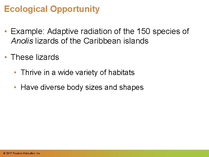 Ecological Opportunity • Example: Adaptive radiation of the 150 species of Anolis lizards of