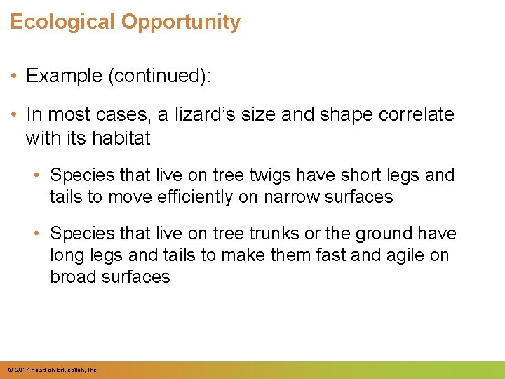 Ecological Opportunity • Example (continued): • In most cases, a lizard’s size and shape