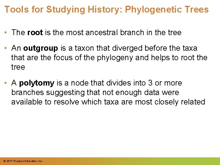 Tools for Studying History: Phylogenetic Trees • The root is the most ancestral branch