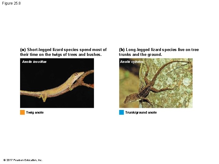 Figure 25. 8 (a) Short-legged lizard species spend most of their time on the