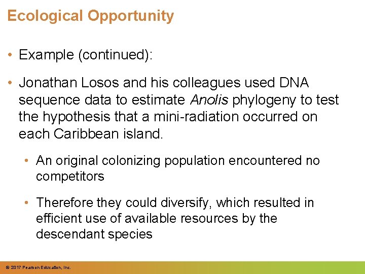 Ecological Opportunity • Example (continued): • Jonathan Losos and his colleagues used DNA sequence