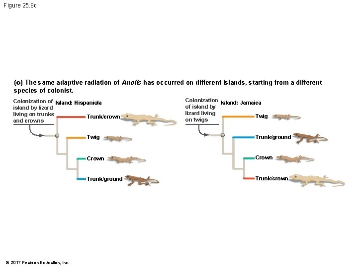 Figure 25. 8 c (c) The same adaptive radiation of Anolis has occurred on