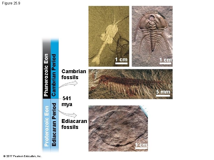 © 2017 Pearson Education, Inc. Phanerozoic Eon Cambrian Period Cambrian fossils Proterozoic Eon Ediacaran