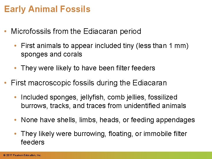 Early Animal Fossils • Microfossils from the Ediacaran period • First animals to appear