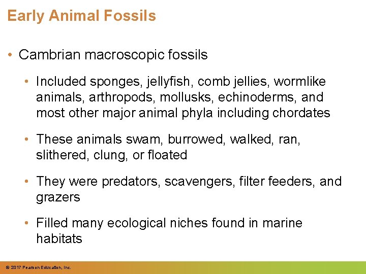 Early Animal Fossils • Cambrian macroscopic fossils • Included sponges, jellyfish, comb jellies, wormlike