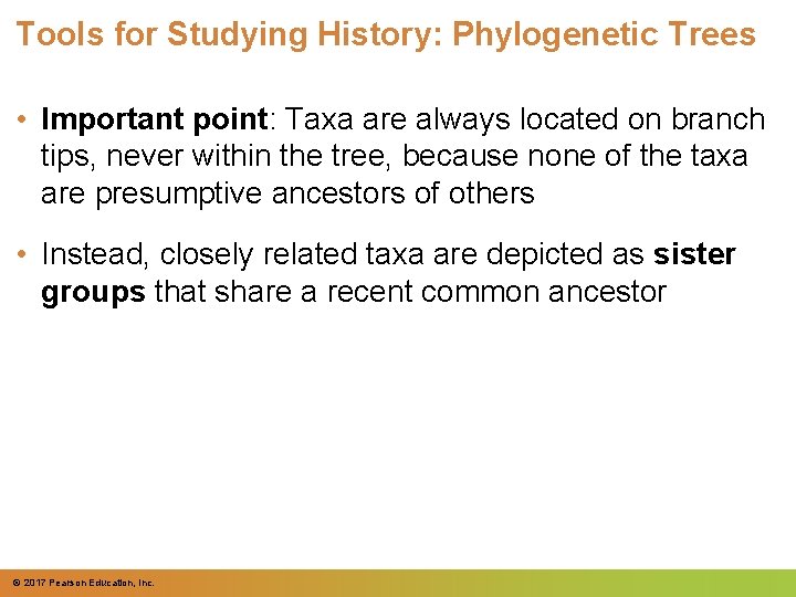 Tools for Studying History: Phylogenetic Trees • Important point: Taxa are always located on