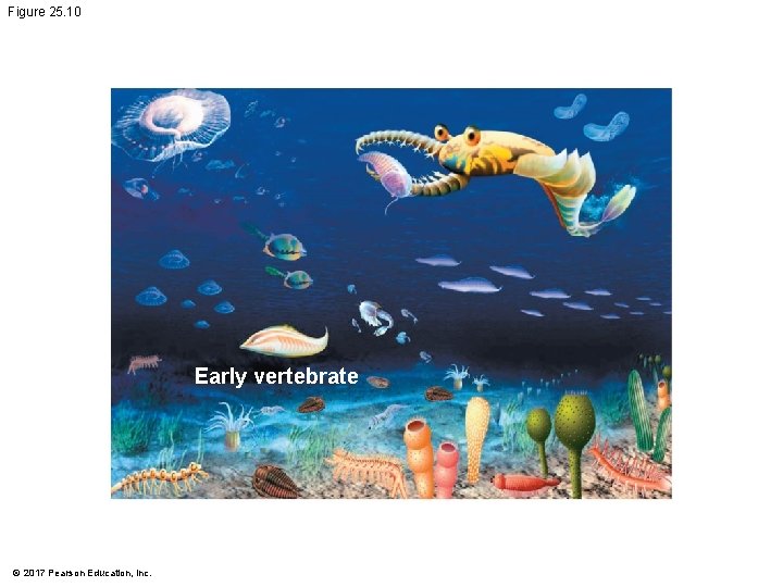 Figure 25. 10 Early vertebrate © 2017 Pearson Education, Inc. 