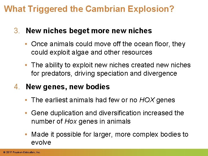 What Triggered the Cambrian Explosion? 3. New niches beget more new niches • Once