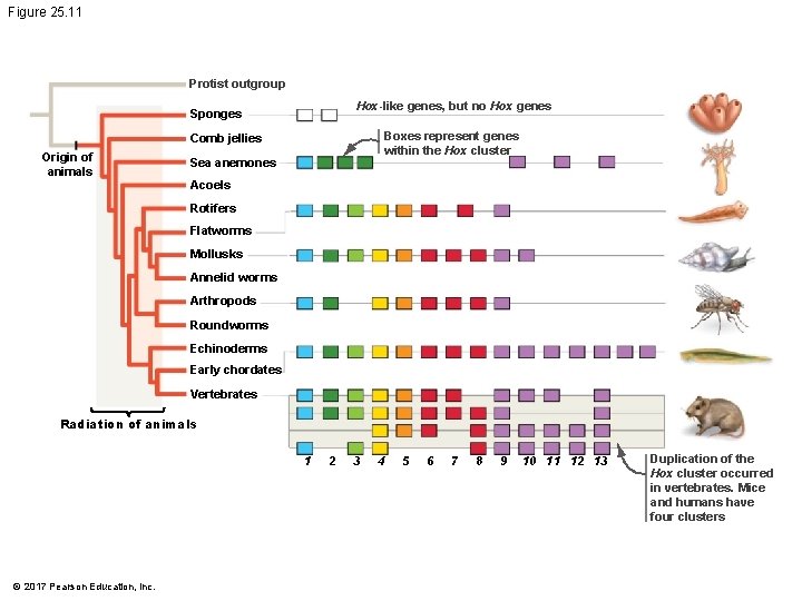 Figure 25. 11 Protist outgroup Hox-like genes, but no Hox genes Sponges Boxes represent