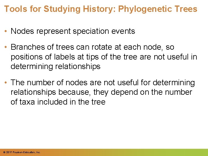 Tools for Studying History: Phylogenetic Trees • Nodes represent speciation events • Branches of