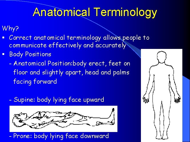 Anatomical Terminology Why? § Correct anatomical terminology allows people to communicate effectively and accurately
