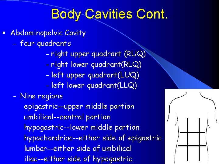 Body Cavities Cont. § Abdominopelvic Cavity - four quadrants - right upper quadrant (RUQ)