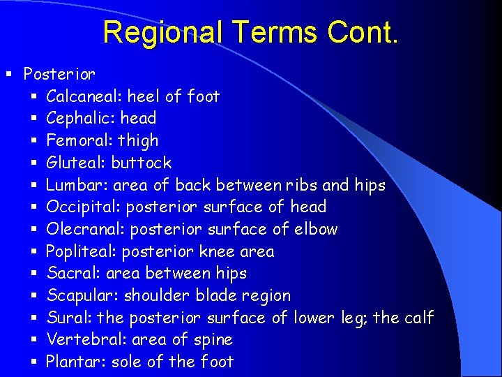 Regional Terms Cont. § Posterior § Calcaneal: heel of foot § Cephalic: head §