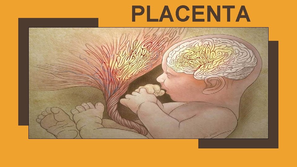 PLACENTA 