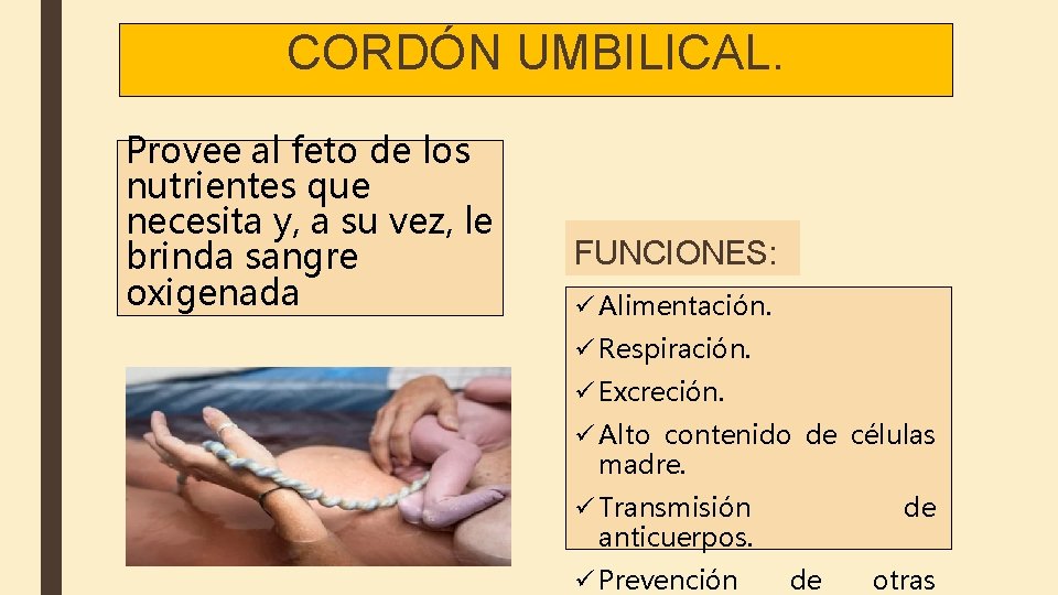 CORDÓN UMBILICAL. Provee al feto de los nutrientes que necesita y, a su vez,