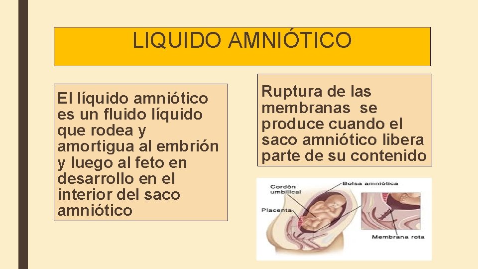 LIQUIDO AMNIÓTICO El líquido amniótico es un fluido líquido que rodea y amortigua al