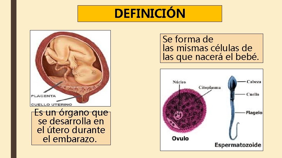 DEFINICIÓN Se forma de las mismas células de las que nacerá el bebé. Es