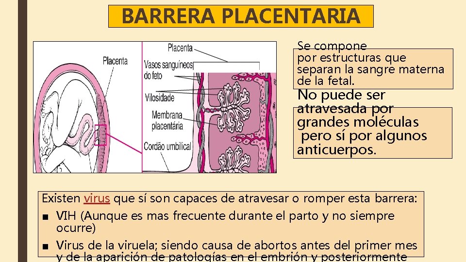 BARRERA PLACENTARIA Se compone por estructuras que separan la sangre materna de la fetal.